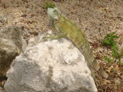 Iquana in Curacao by Kelly N. Saunders 